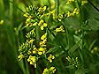 barbarea_vulgaris_8