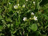 cerastium_fontanum_1a