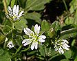 cerastium_fontanum_1bx2