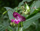 impatiens_glandulifera_1ax