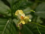 impatiens_parviflorum_1a