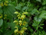 lamium_geleobdolon1a