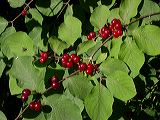 lonicera_frucht__2