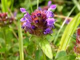 prunella_vulgaris_1a