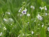 veronica_serpyllifolia_5