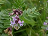 vicia_sepium_1i