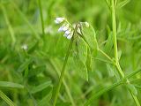 vicia_tetrasperma_1c