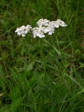 achillea_ptarmica_1k