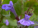 ajuga_reptans_13