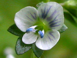 ajuga_reptans_13