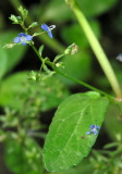 veronica_teucrium_4